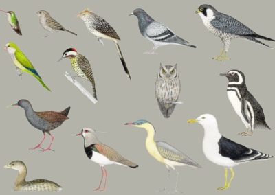 Uruguayan Birds